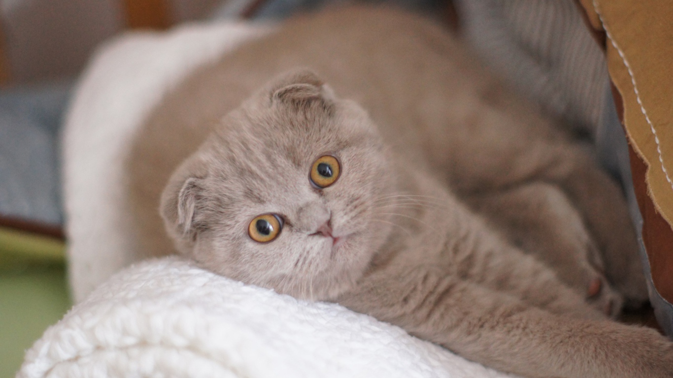 Вислоухая шотландская кошка