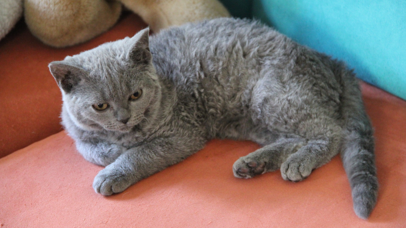 Селкирк рекс лежит на диване