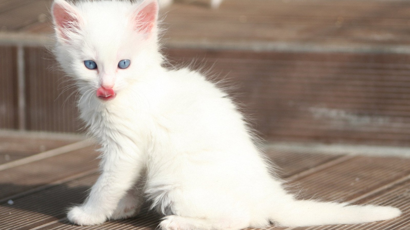 Лохматый котенок турецкая ангора