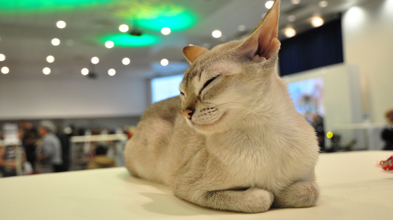 Сингапурская кошка прикрыла глаза