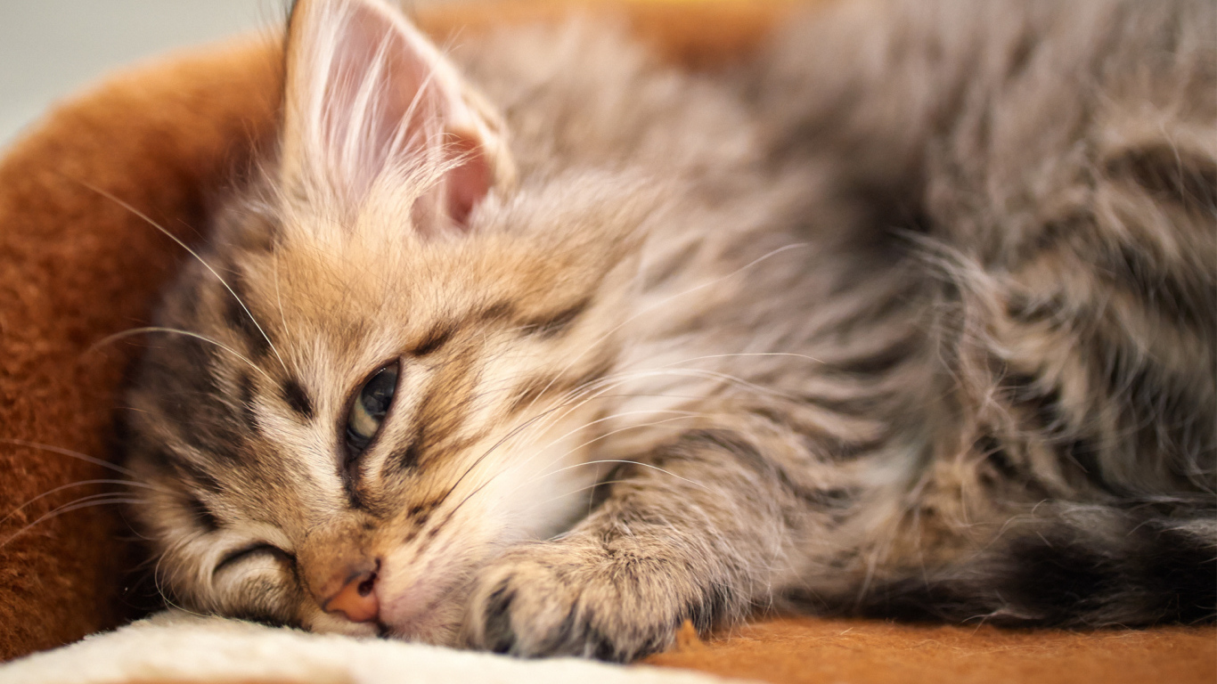 Спящий курильский бобтейл