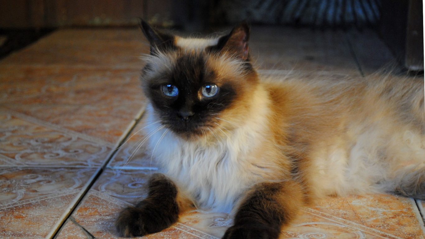 Небольшая гималайская кошка