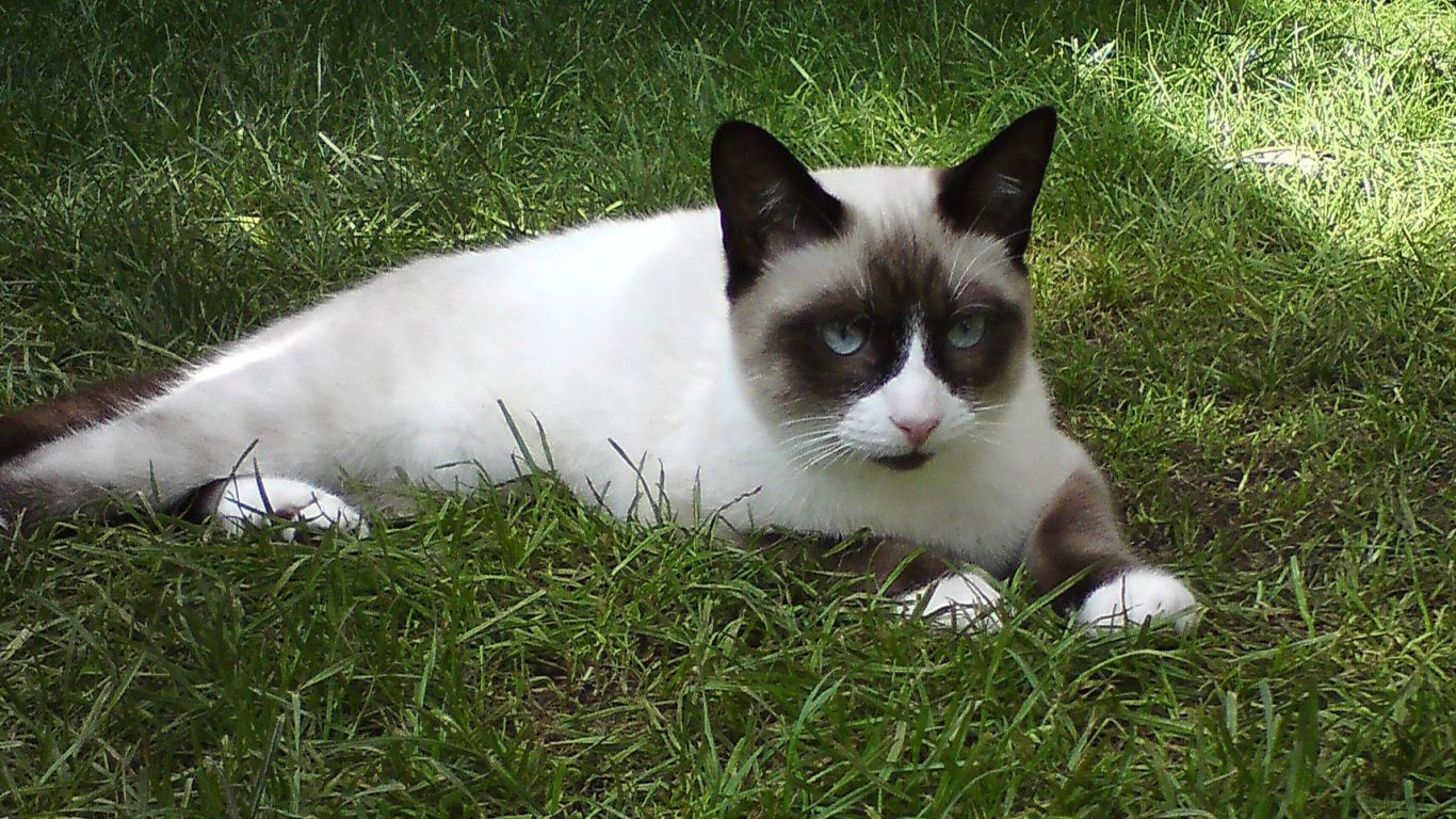 Кот сноу-шу на траве