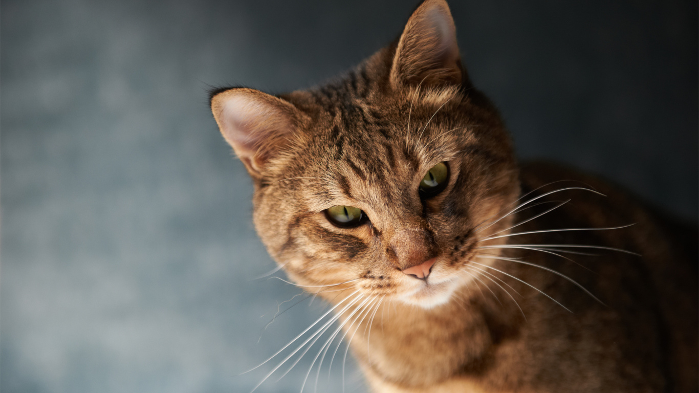 Порода сомалийская кошка