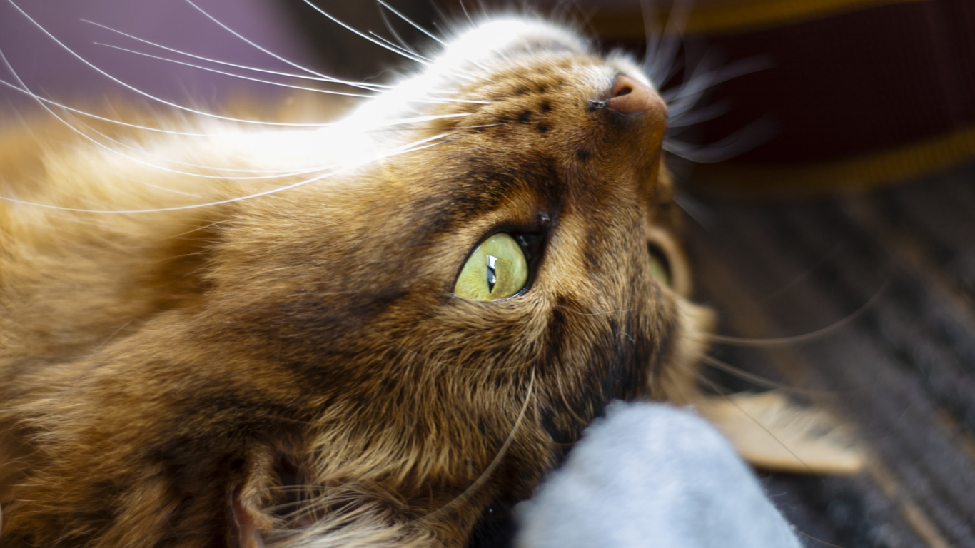 Сомалийская кошка на спине