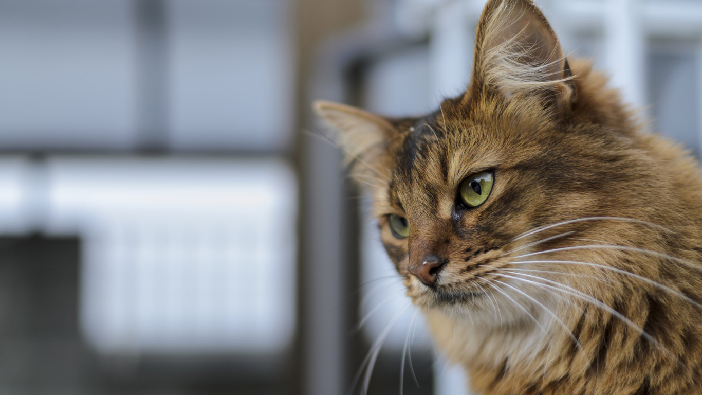 Строгая сомалийская кошка