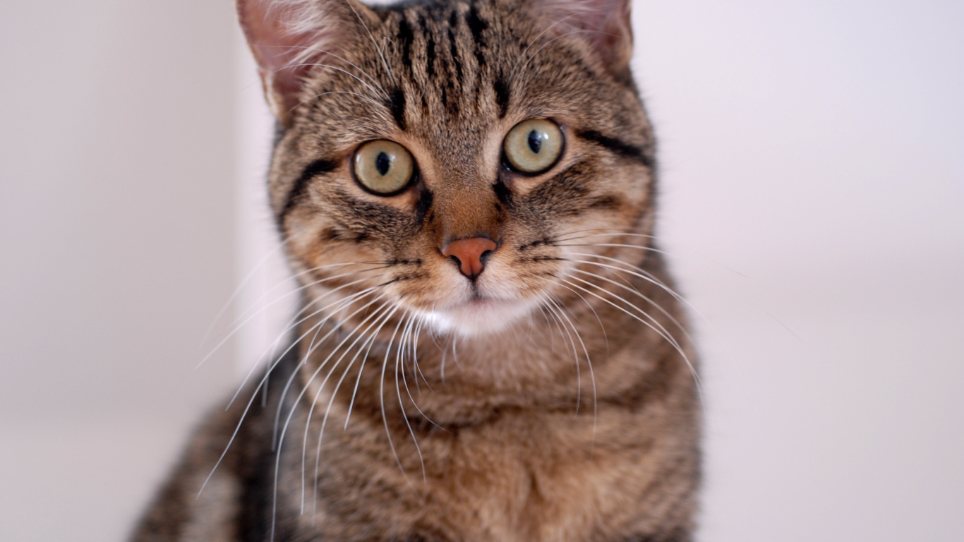 Удивленная европейская короткошерстная кошка