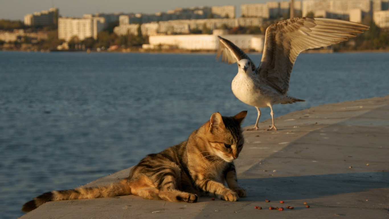 Чайка и кот на берегу