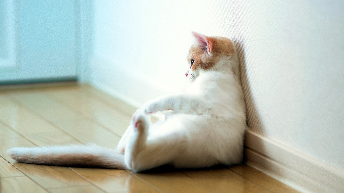 Кошка отдыхает у стены