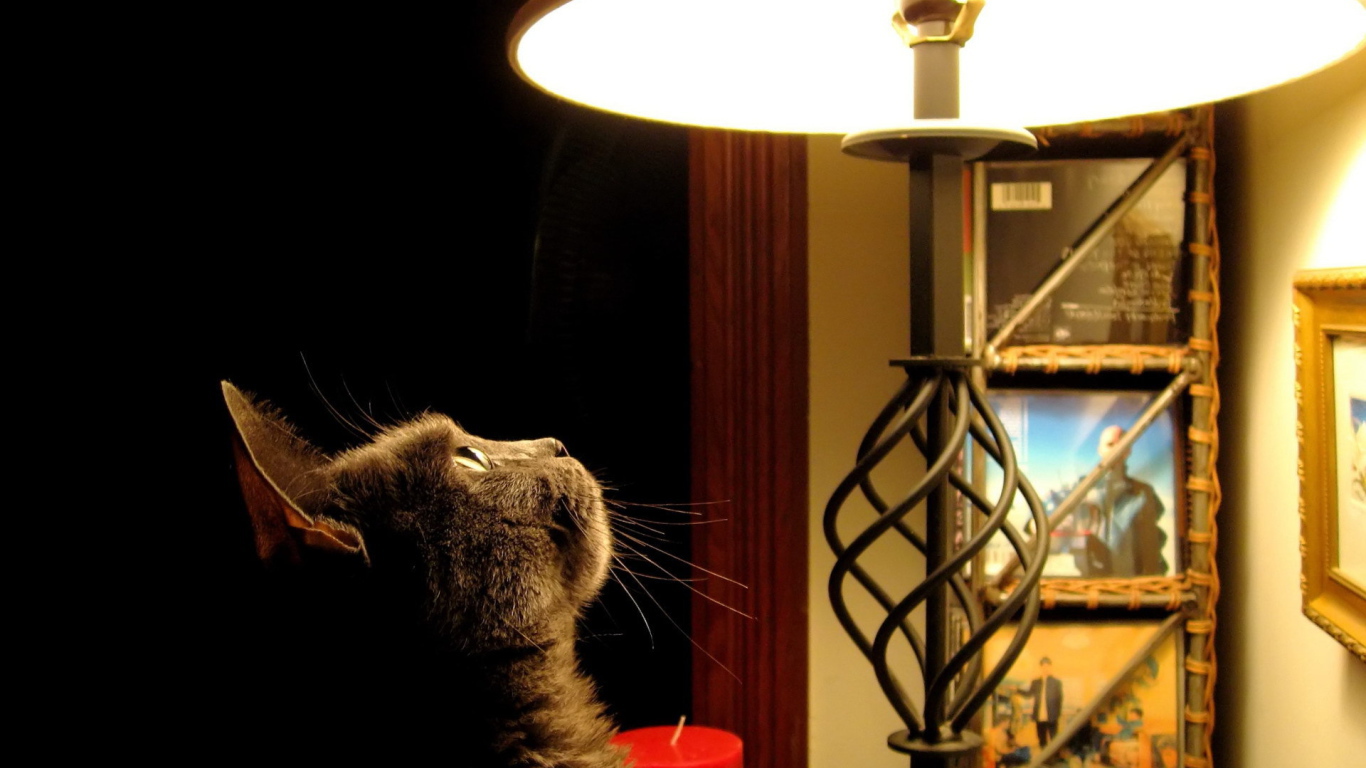 Кот смотрит на лампу
