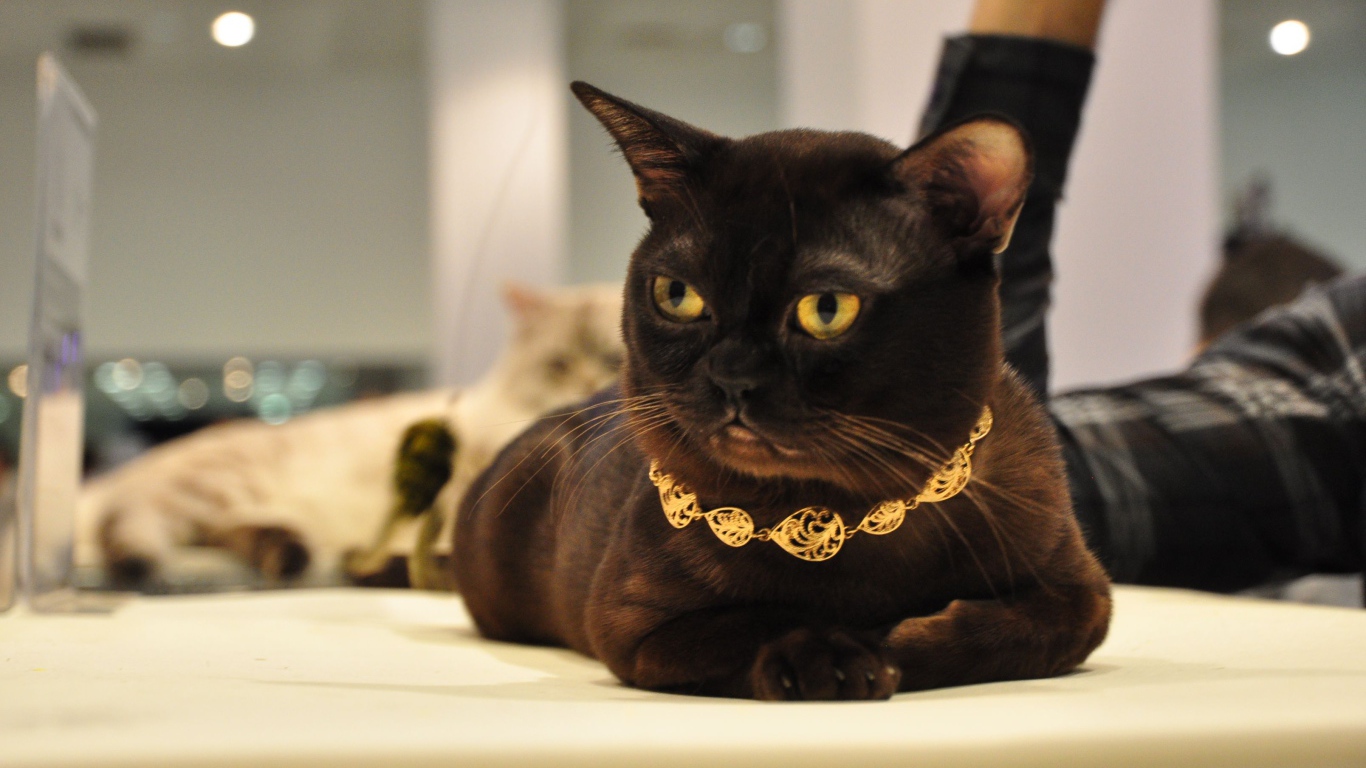 Украшение на бурманской кошке