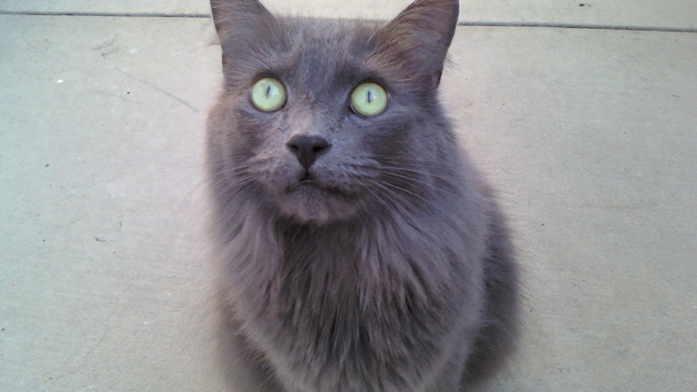 Зеленоглазый кот нибелунг