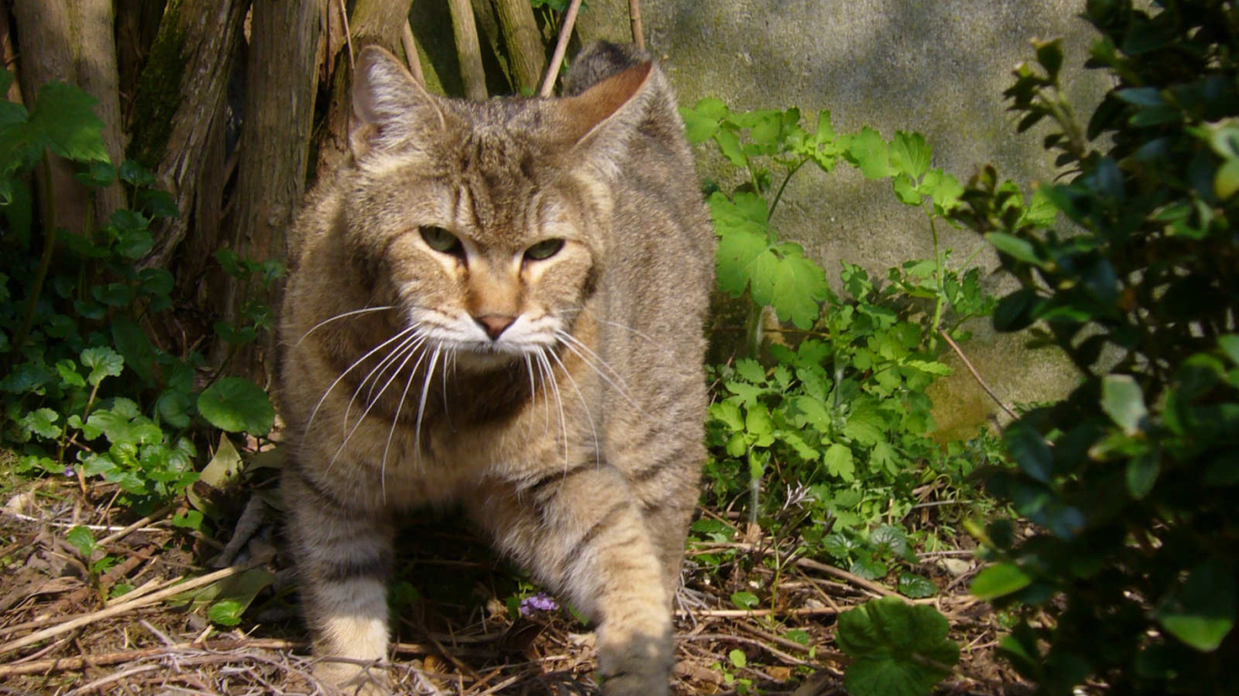 Хозяин сада пиксибоб