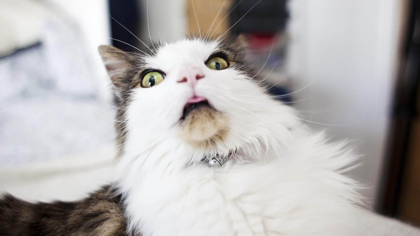 Удивленная морда кота