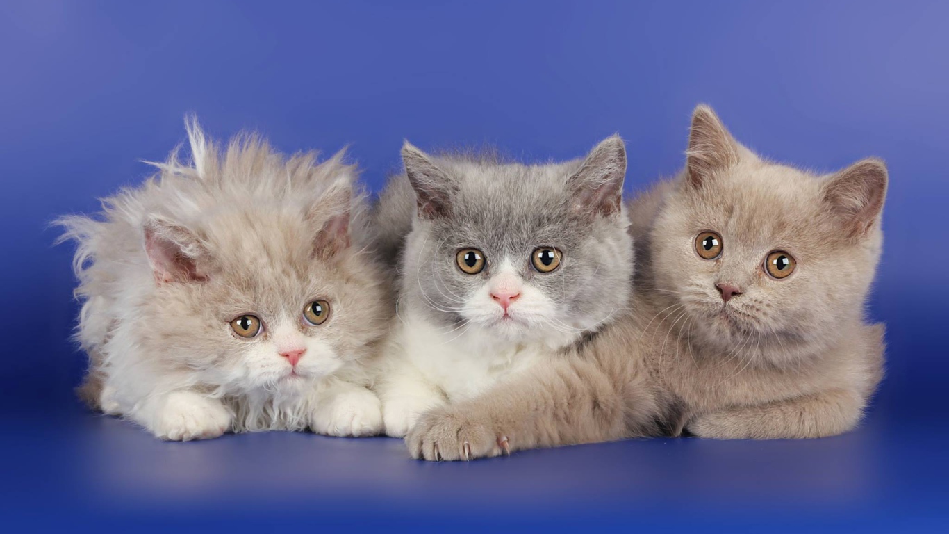 Три котенка селкирк рекс