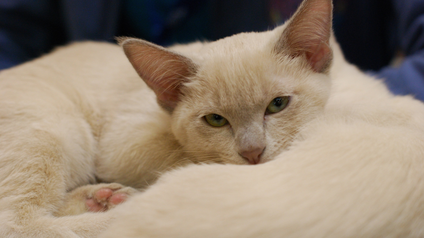 Пушистая тонкинская кошка