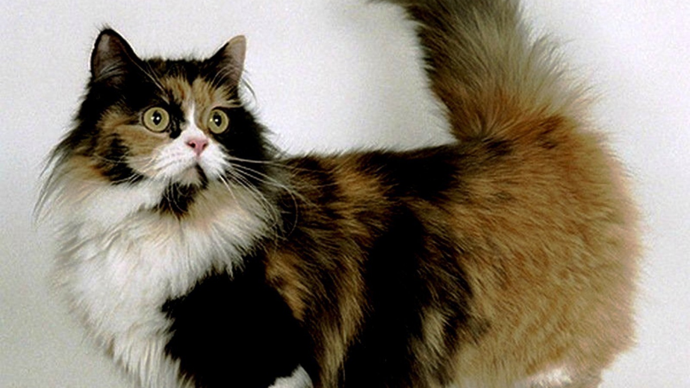 Трехцветная кошка манчкин