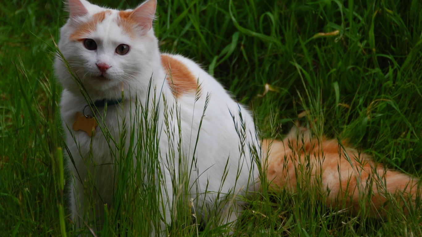 Турецкий ван на природе