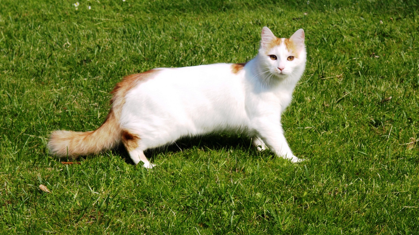 Турецкий ван на траве