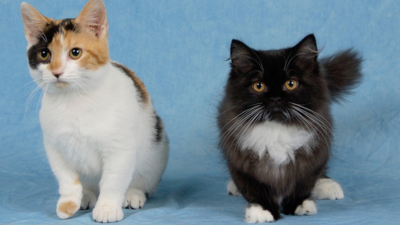 Два котенка манчкин