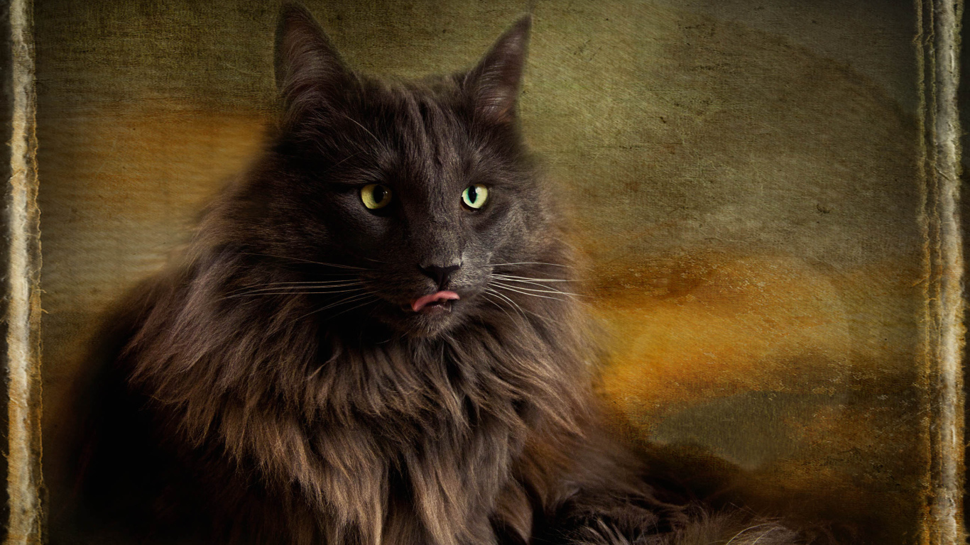 Обои с норвежской лесной кошкой