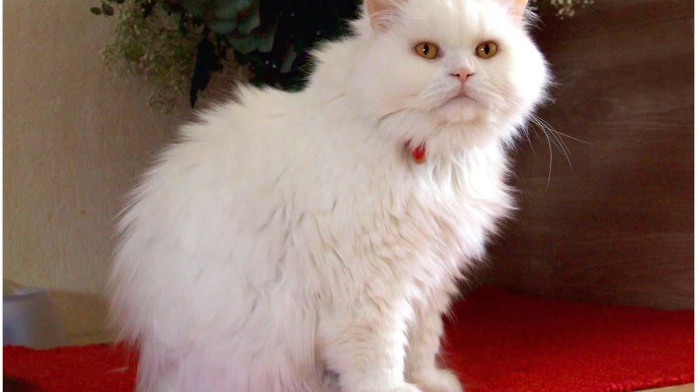 Белая британская длинношерстная кошка