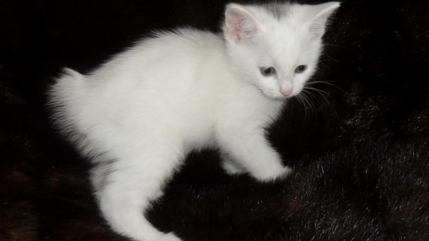 Белый котенок курильского бобтейла