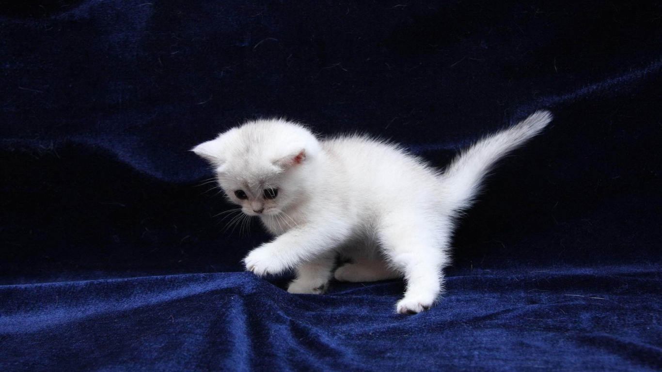Белый котенок на синей ткани