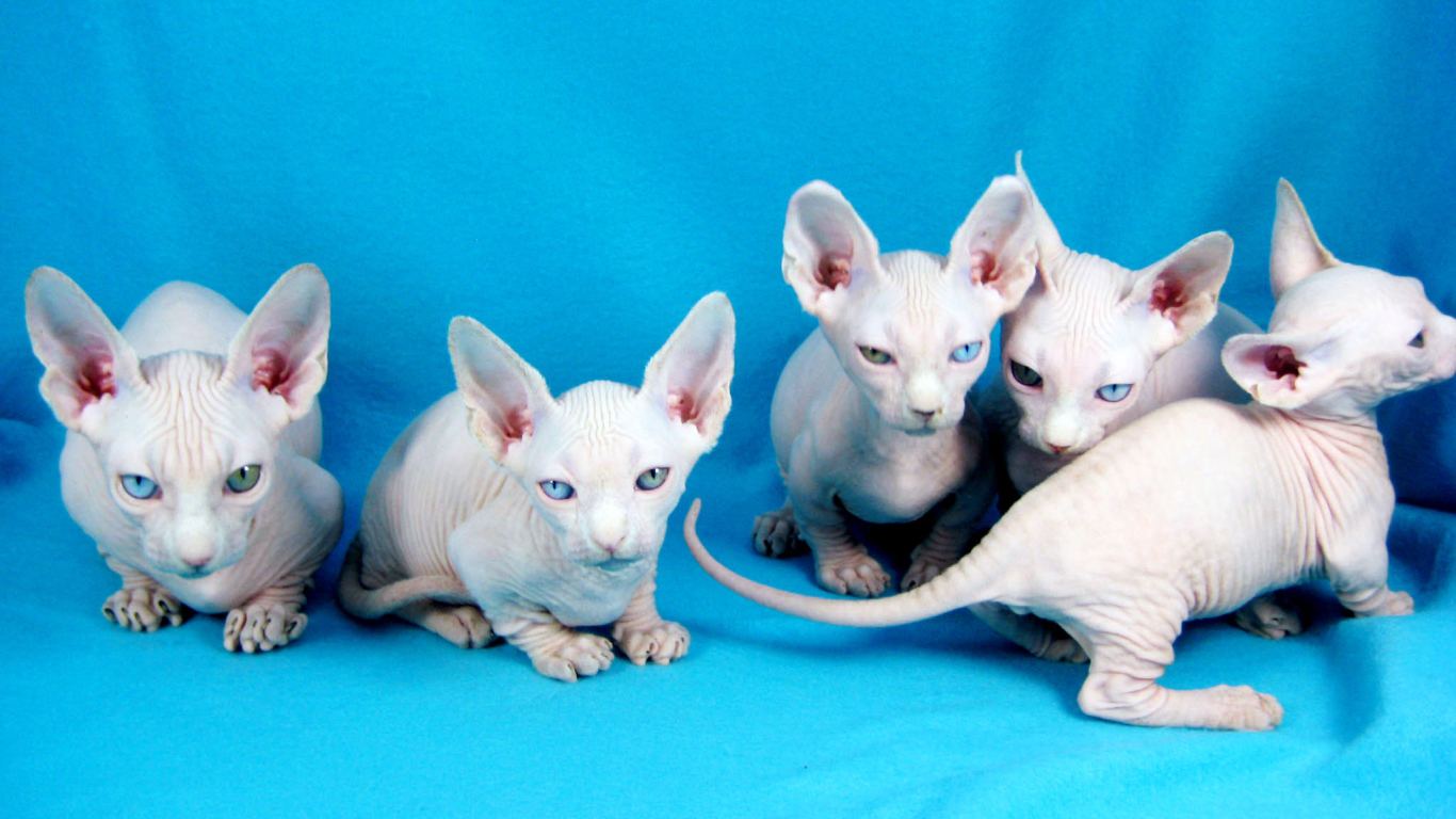 Белые котята минскин