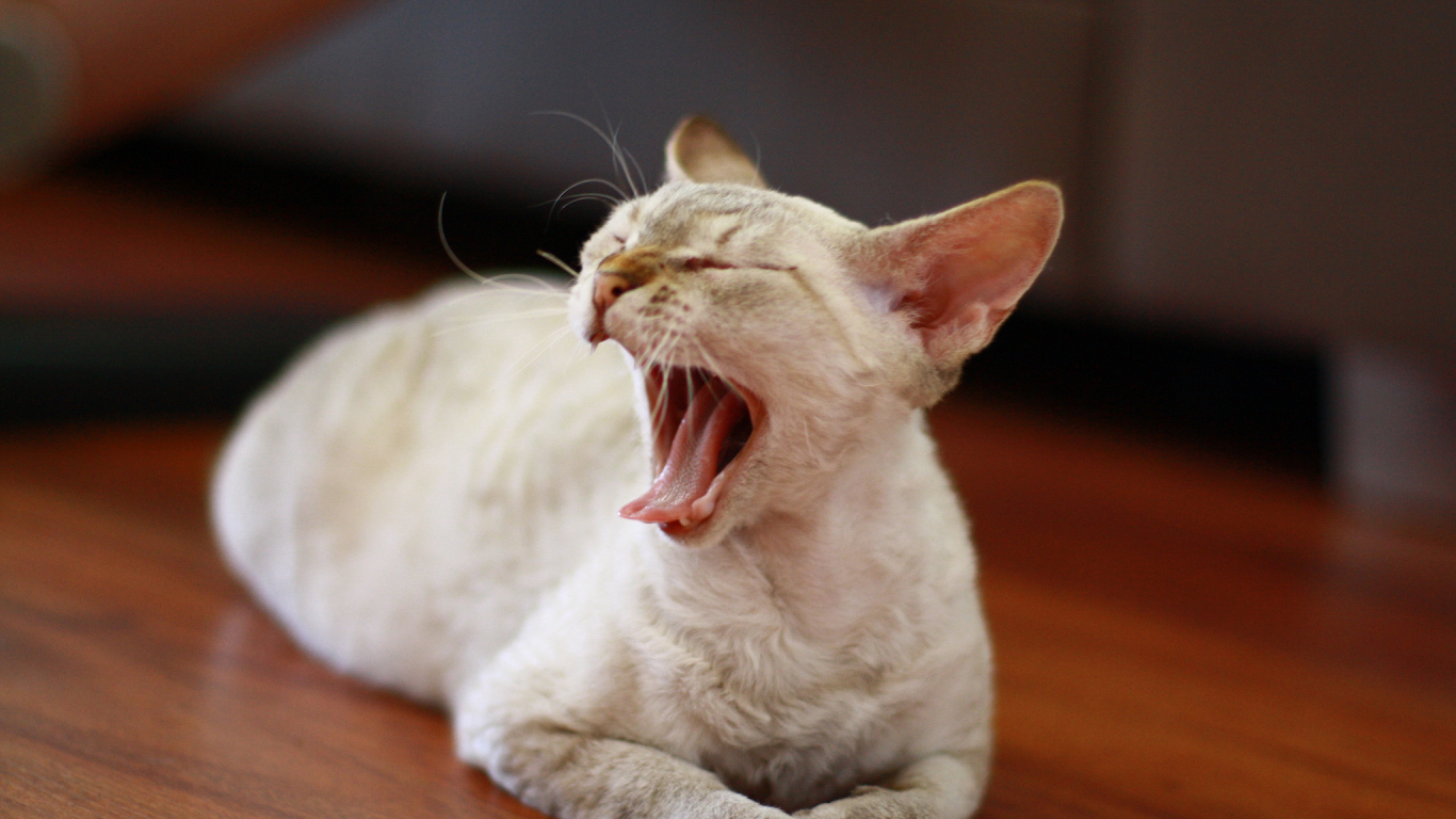 Зевающий девон-рекс