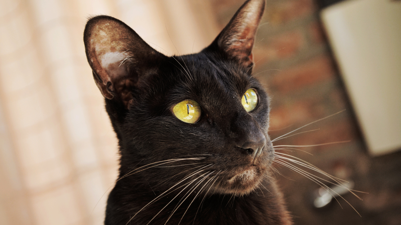 Желтоглазая ориентальная короткошерстная кошка