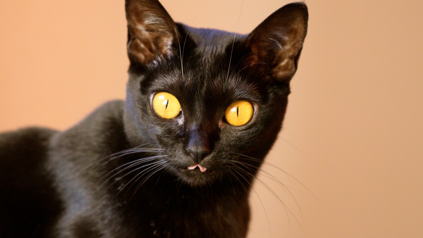 Желтые глаза у бомбейской кошки