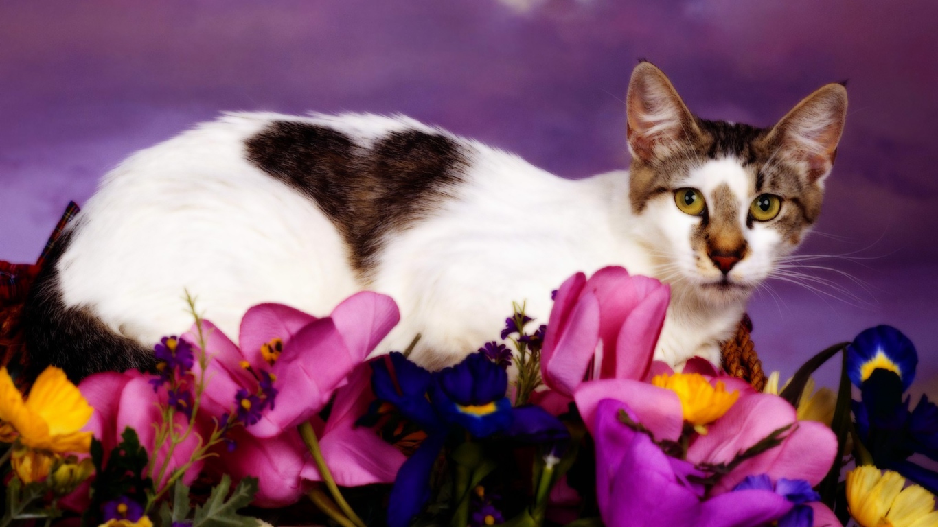 Кошка с сердечком