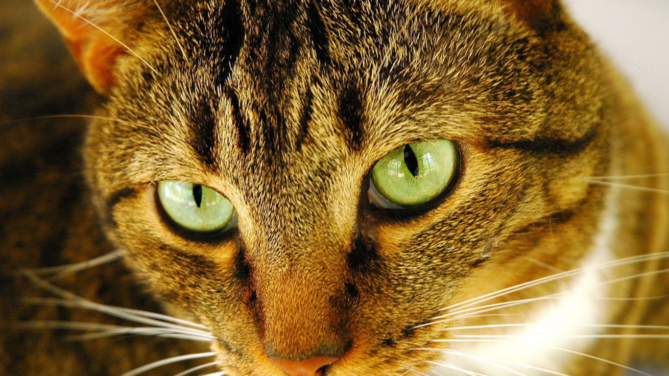 Внимательный взгляд рыжего кота