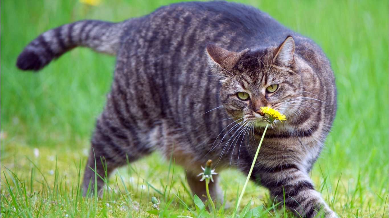 Толстый кот нюхает цветок