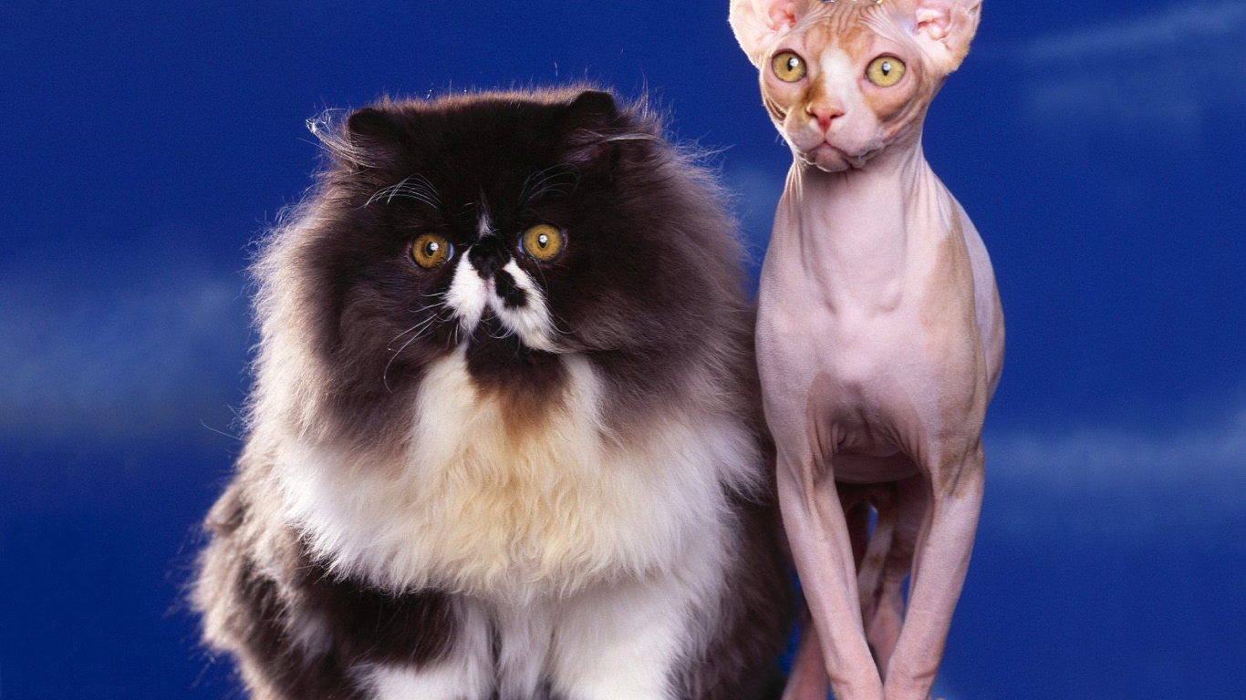Пушистый и голый кот