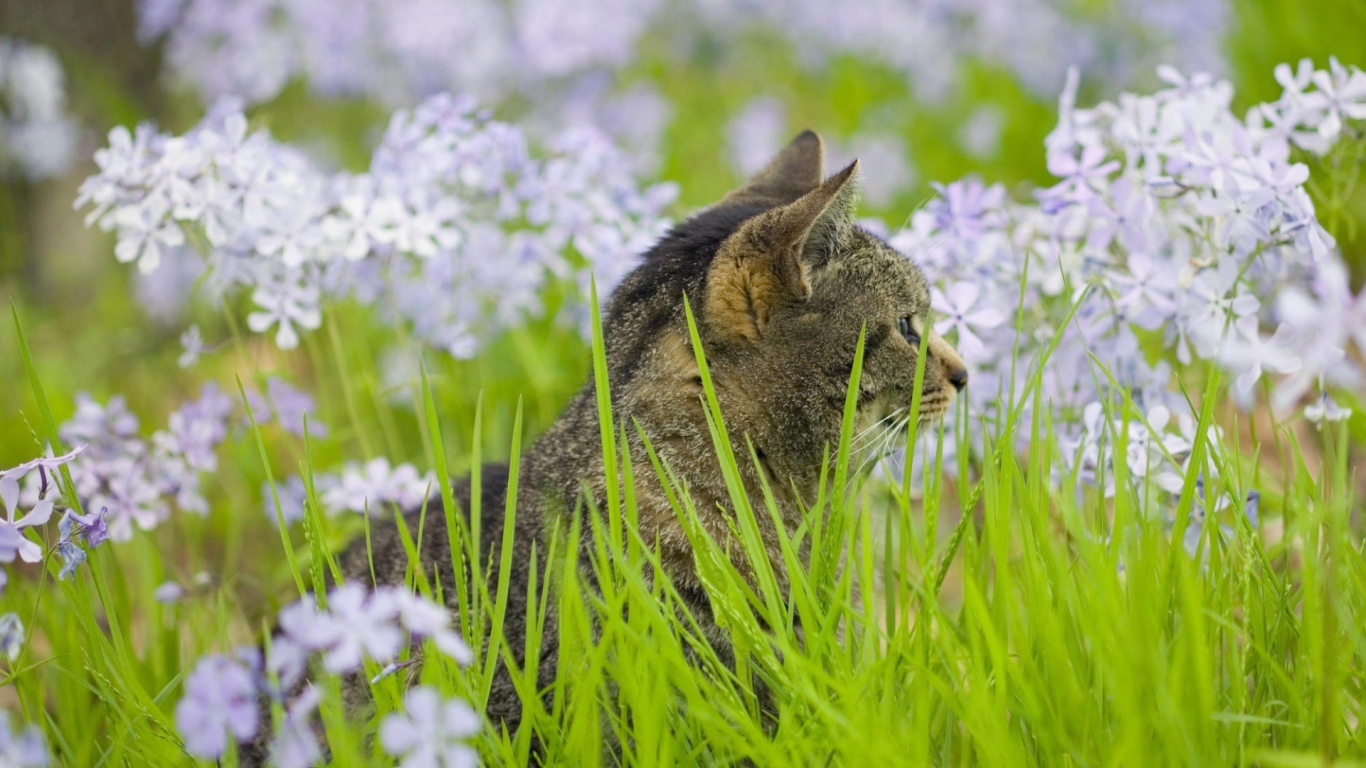 Серый кот в цветах