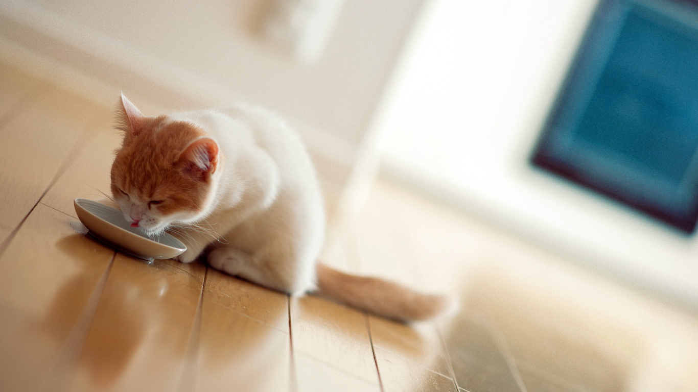 Котенок пьет молоко