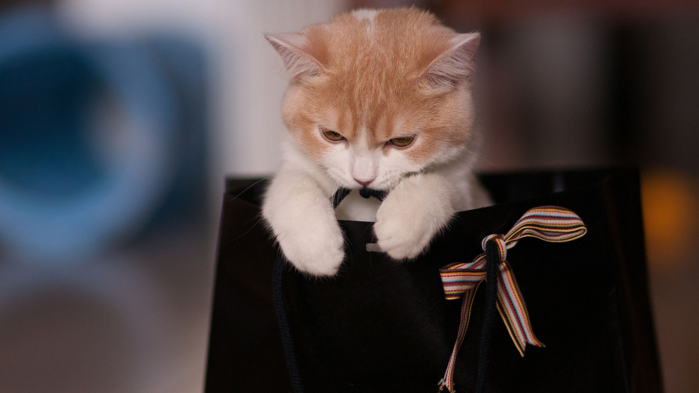 Котенок в пакете с бантом