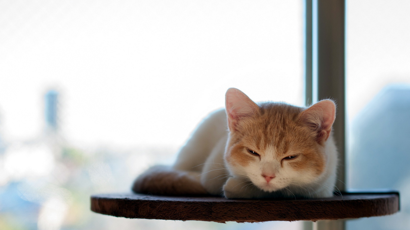 Котенок отдыхает на полке