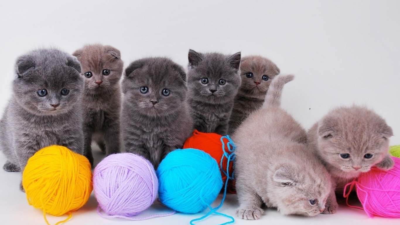 Котята непоседы