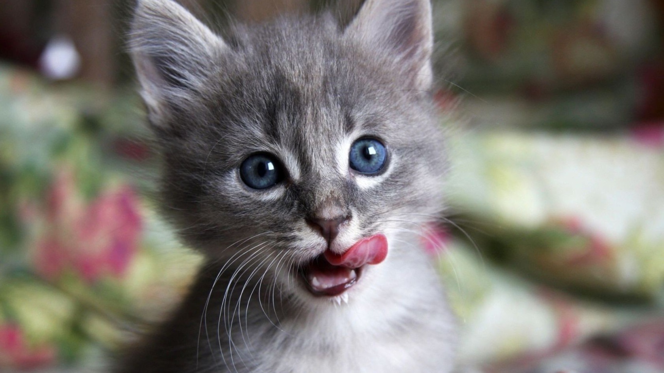 Котенок облизывается