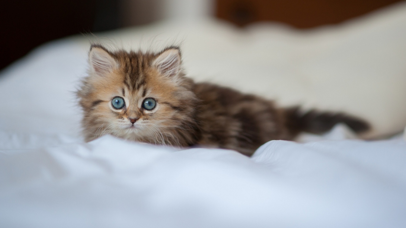 Испуганный взгляд котенка