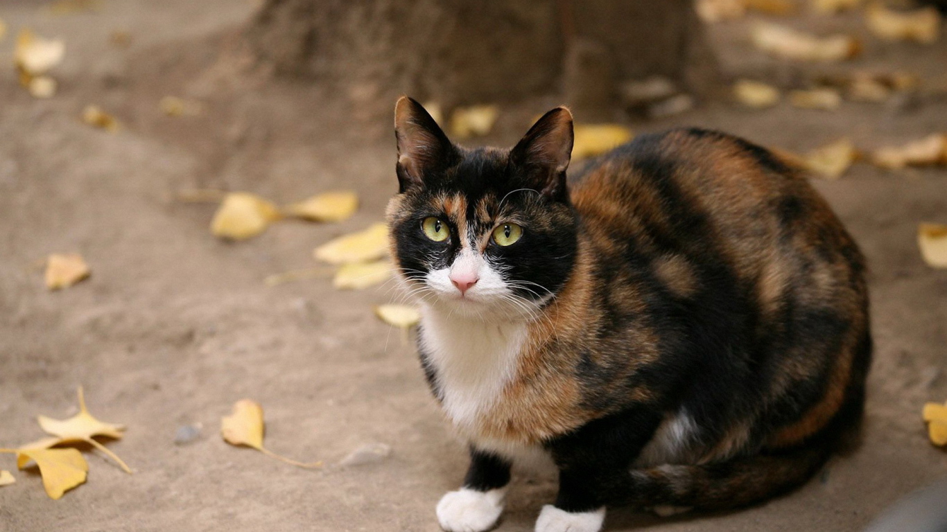 Кот под деревом