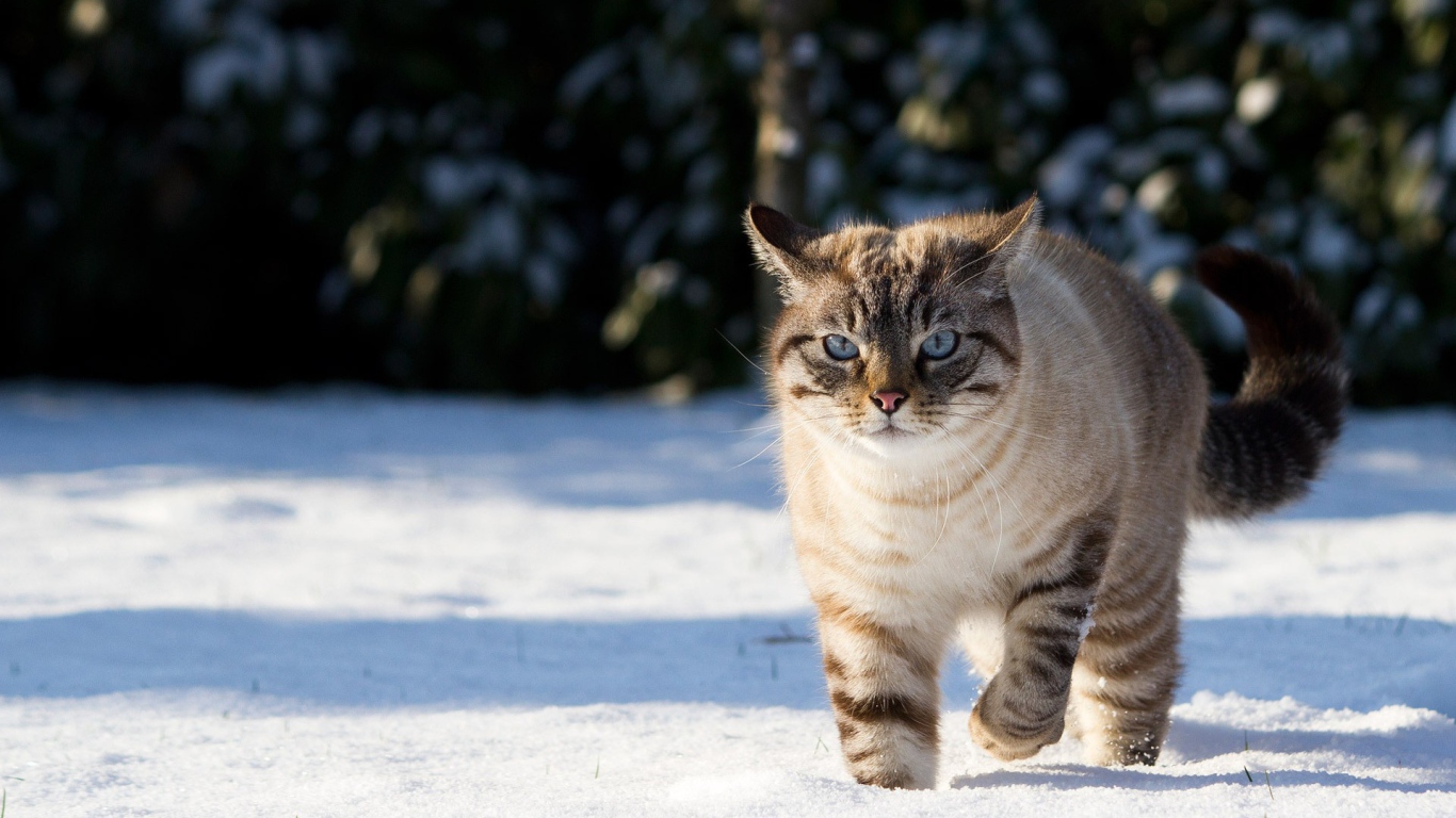 	   The cat walks in the snow