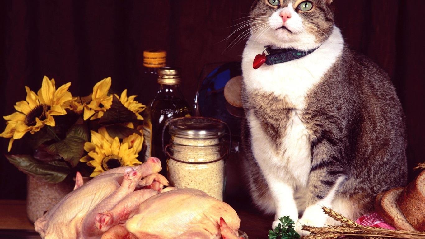 Сегодня праздник у кота