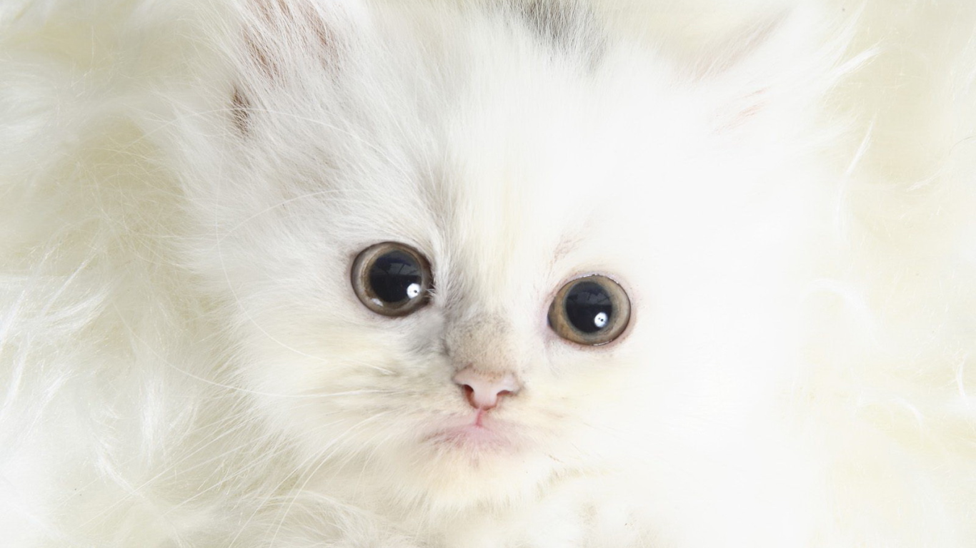 Белый котенок с черными глазами