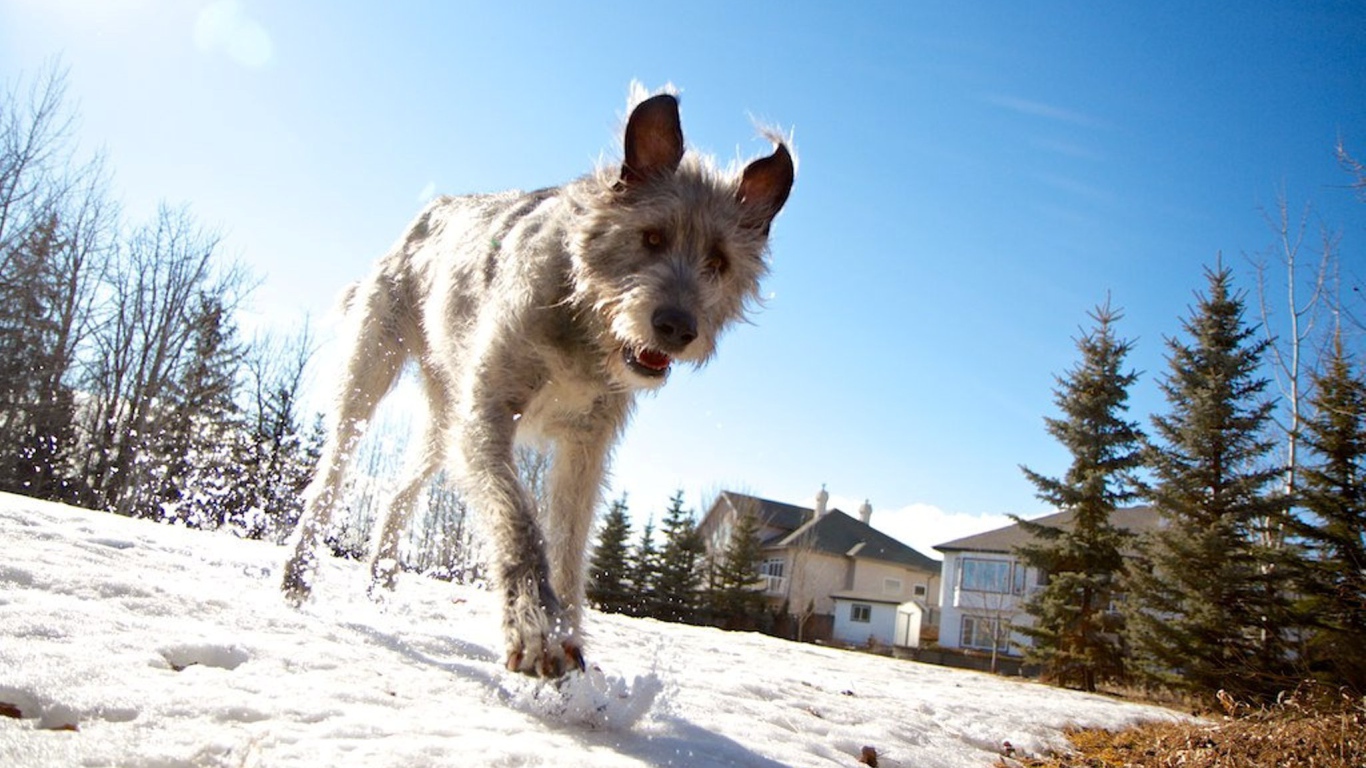 Верный друг ирландский волкодав