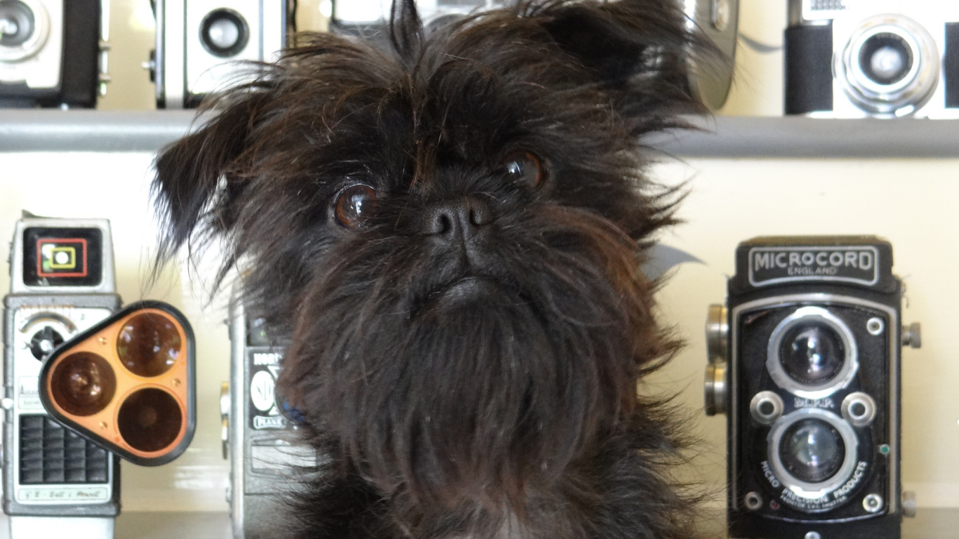 Красивый аффенпинчер