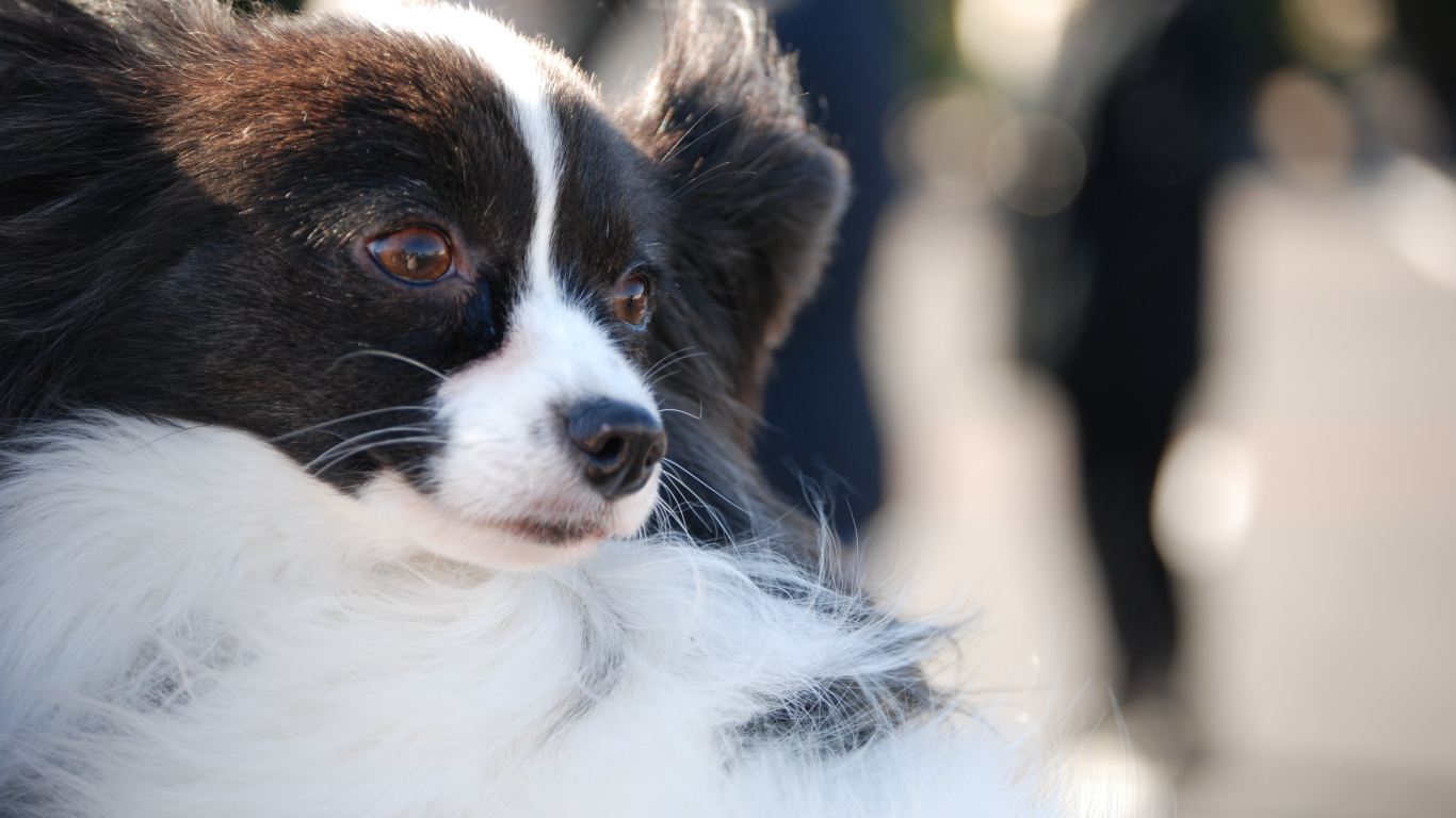 Немного грустный папильон